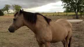 A Texas Rain Coming In - Muddy Horses & Cat Stalking A Bird