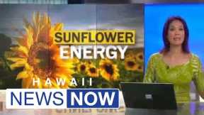 Innovative sunflower farm offers new hope for Hawaii energy and food security