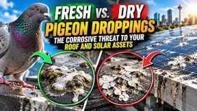 Fresh vs  Dry Pigeon Droppings The Corrosive Threat to Your Roof and Solar Assets