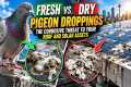 Fresh vs  Dry Pigeon Droppings The